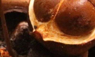 cropped-andiroba.jpg