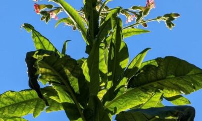 cropped-tabaco-2.jpg