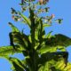 cropped-tabaco-2.jpg