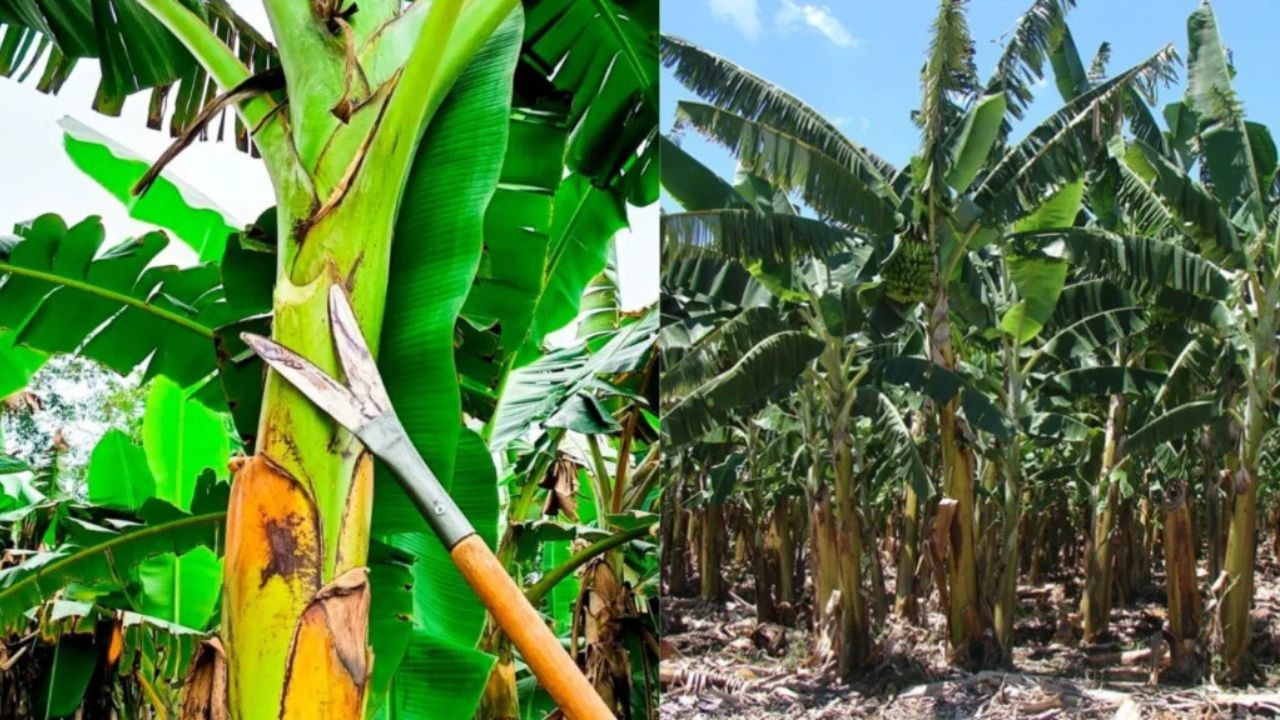 A ferramenta que corta folha de bananeira sem ferir a planta nasceu do que sobrava numa oficina rural