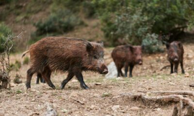 O javali, o pardal e a mangueira: como 5.600 espécies invasoras tomaram conta das reservas naturais do Brasil
