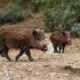 O javali, o pardal e a mangueira: como 5.600 espécies invasoras tomaram conta das reservas naturais do Brasil