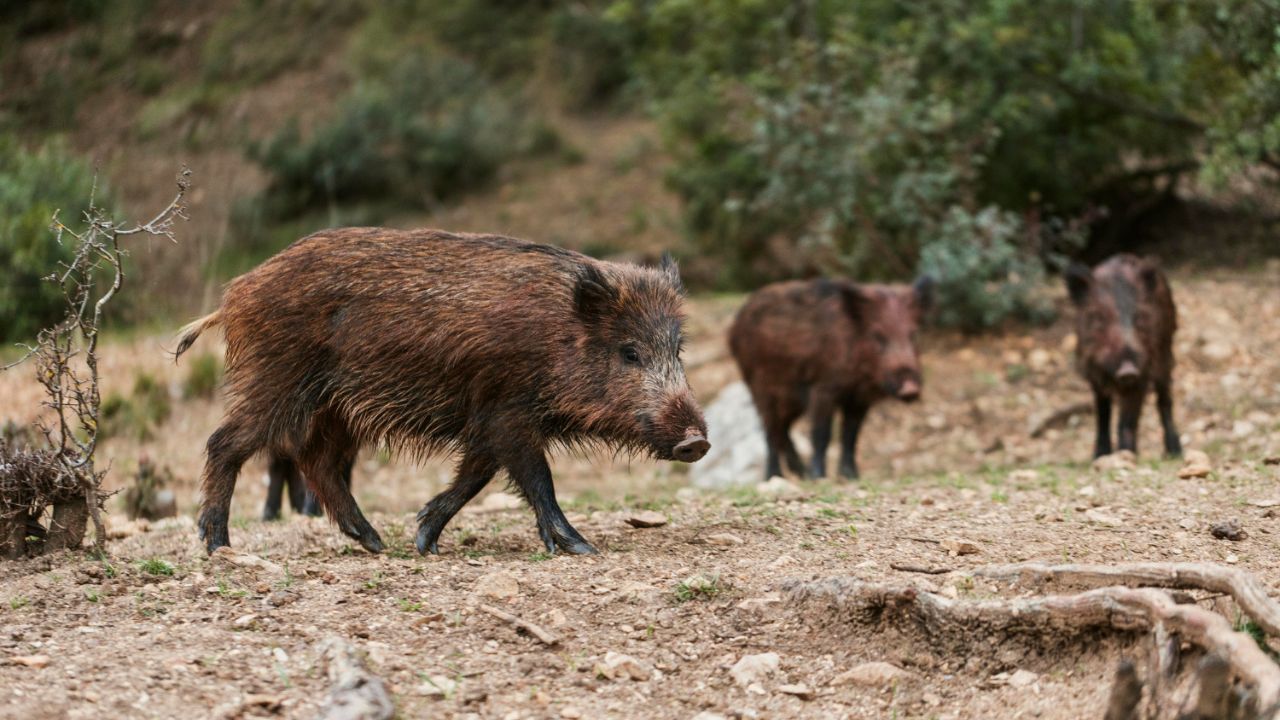 O javali, o pardal e a mangueira: como 5.600 espécies invasoras tomaram conta das reservas naturais do Brasil