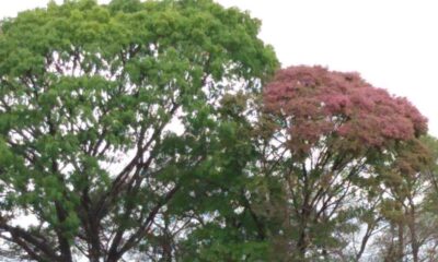 A árvore que carrega uma floresta inteira em cima dela: o segredo do jequitibá-rosa