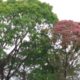 A árvore que carrega uma floresta inteira em cima dela: o segredo do jequitibá-rosa