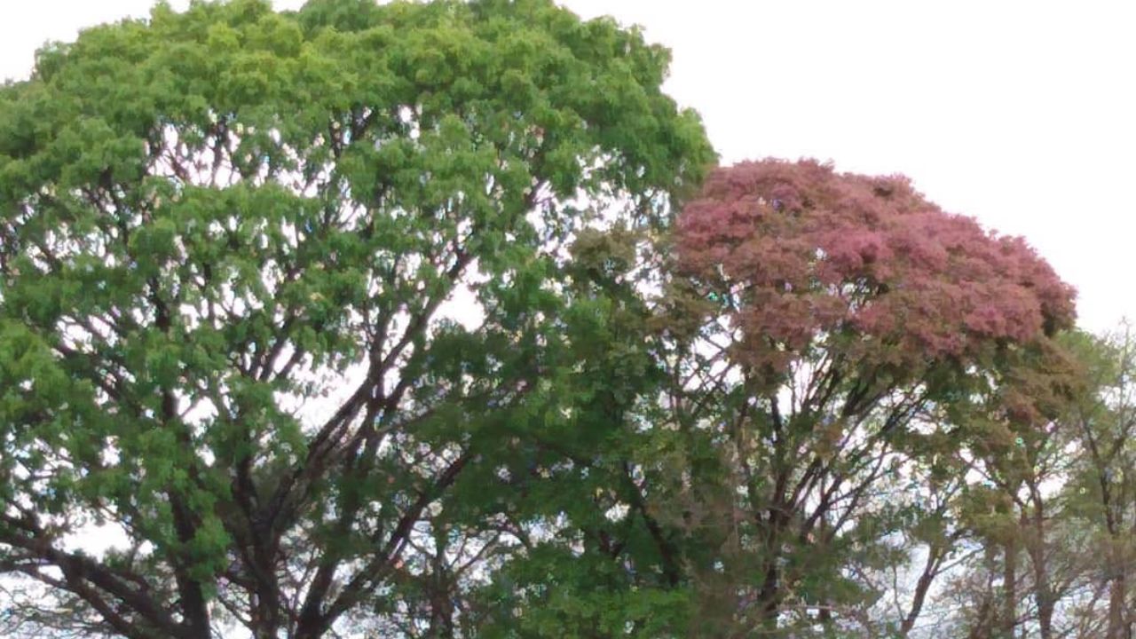 A árvore que carrega uma floresta inteira em cima dela: o segredo do jequitibá-rosa