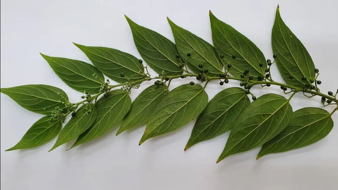 O "mato" que pode virar uma das plantas mais valiosas do Brasil
