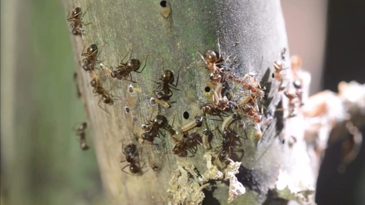 Duas espécies de formigas, uma agressiva e uma pacífica, dividem a guarda da mesma lagarta na Amazônia
