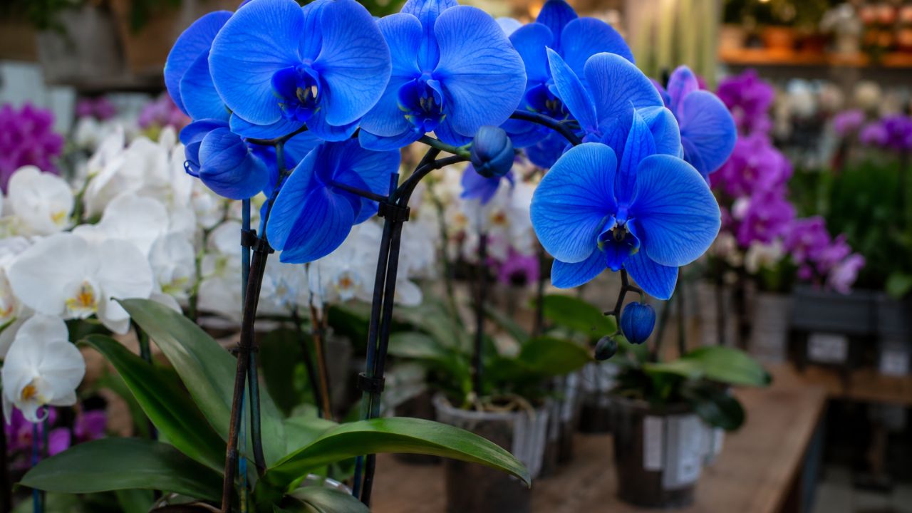 Você já comprou uma orquídea azul? Ela provavelmente nunca foi azul de verdade