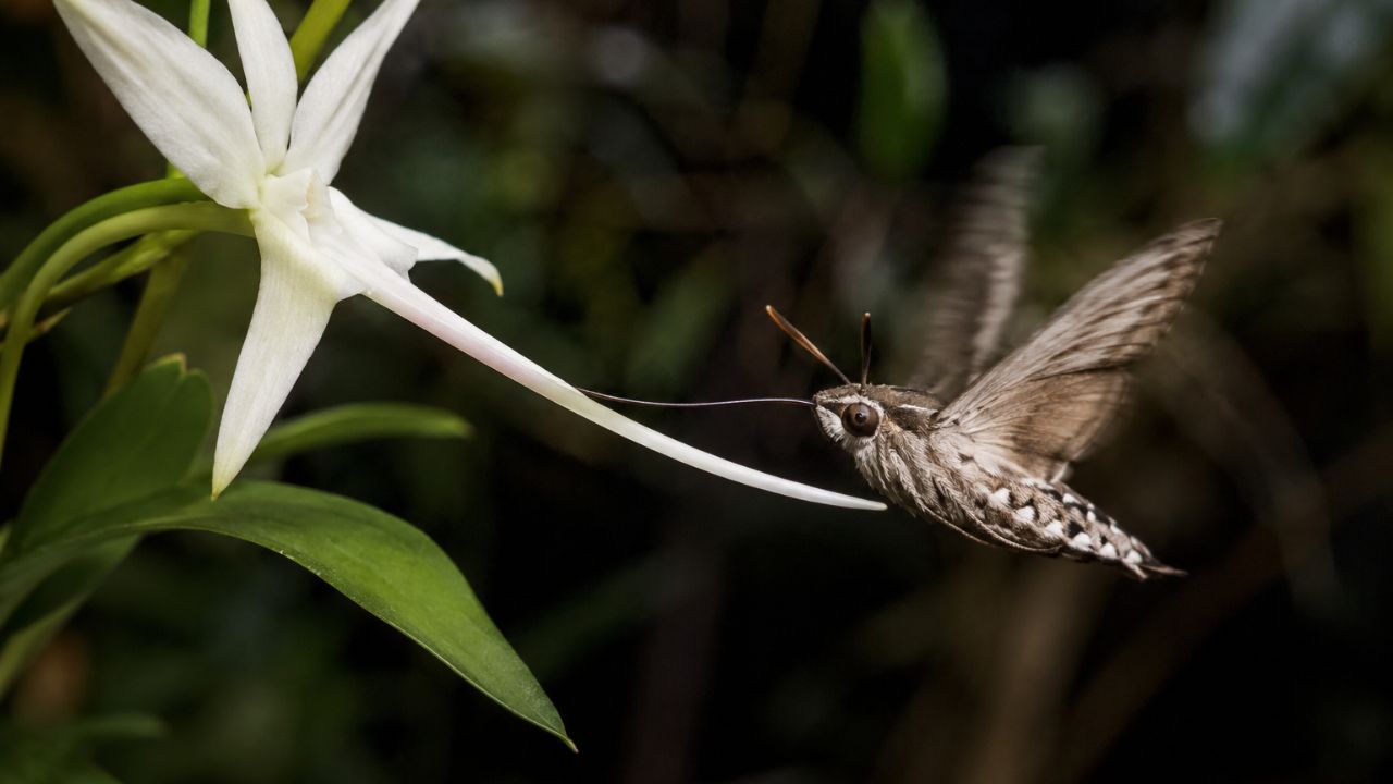 A aposta biológica que pode dar errado: orquídeas que dependem de um único inseto para sobreviver