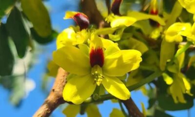 Existe uma molécula dentro do pau-brasil que já foi mais cobiçada que o ouro