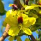 Existe uma molécula dentro do pau-brasil que já foi mais cobiçada que o ouro