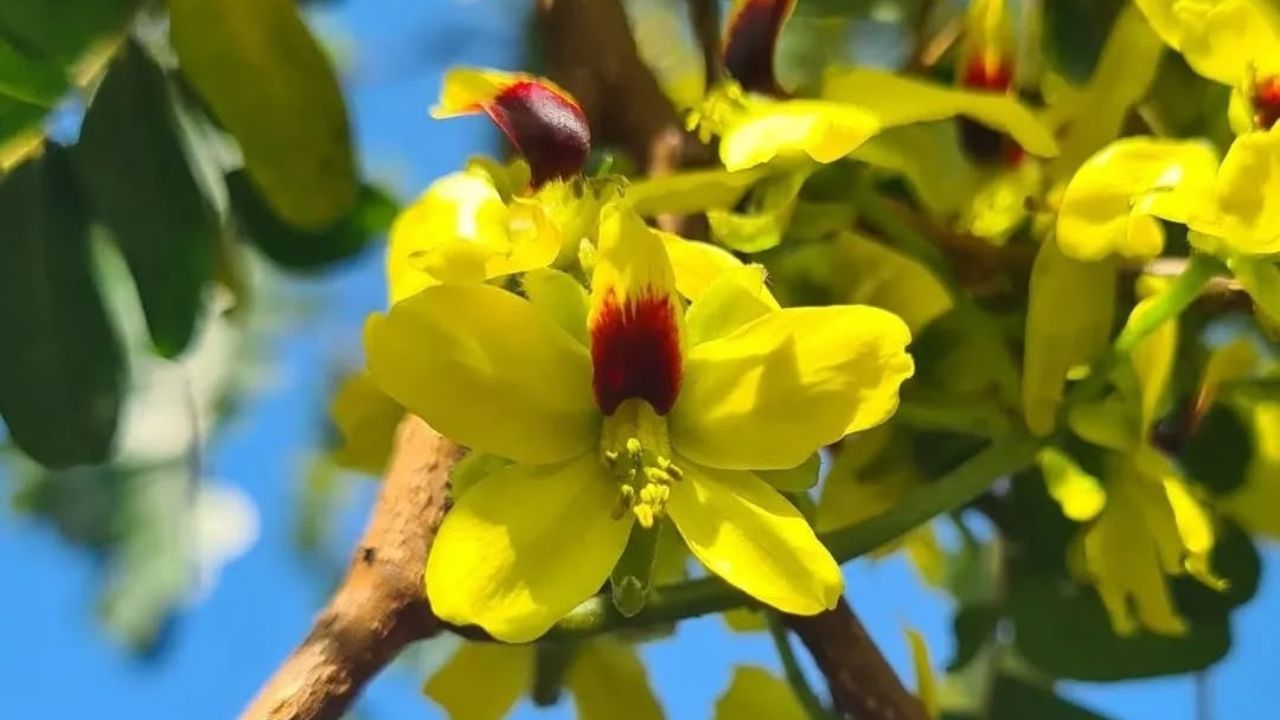 Existe uma molécula dentro do pau-brasil que já foi mais cobiçada que o ouro