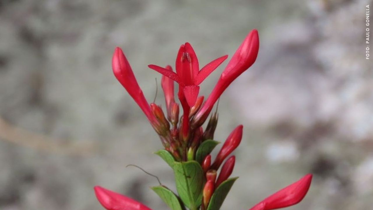 Por que uma planta encontrada em Minas Gerais tem parentes mais próximos na Argentina do que no resto do Brasil