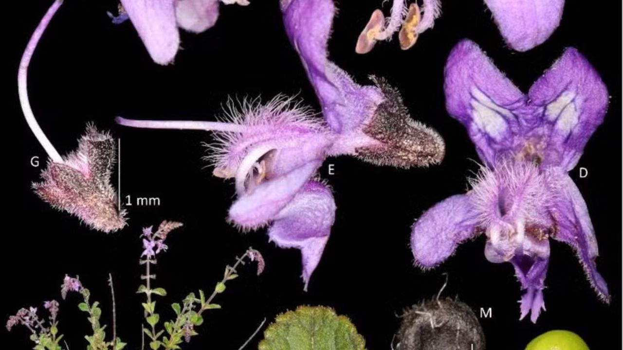 A planta que existe em um único ponto do mundo e carrega o apelido de um guardião da floresta