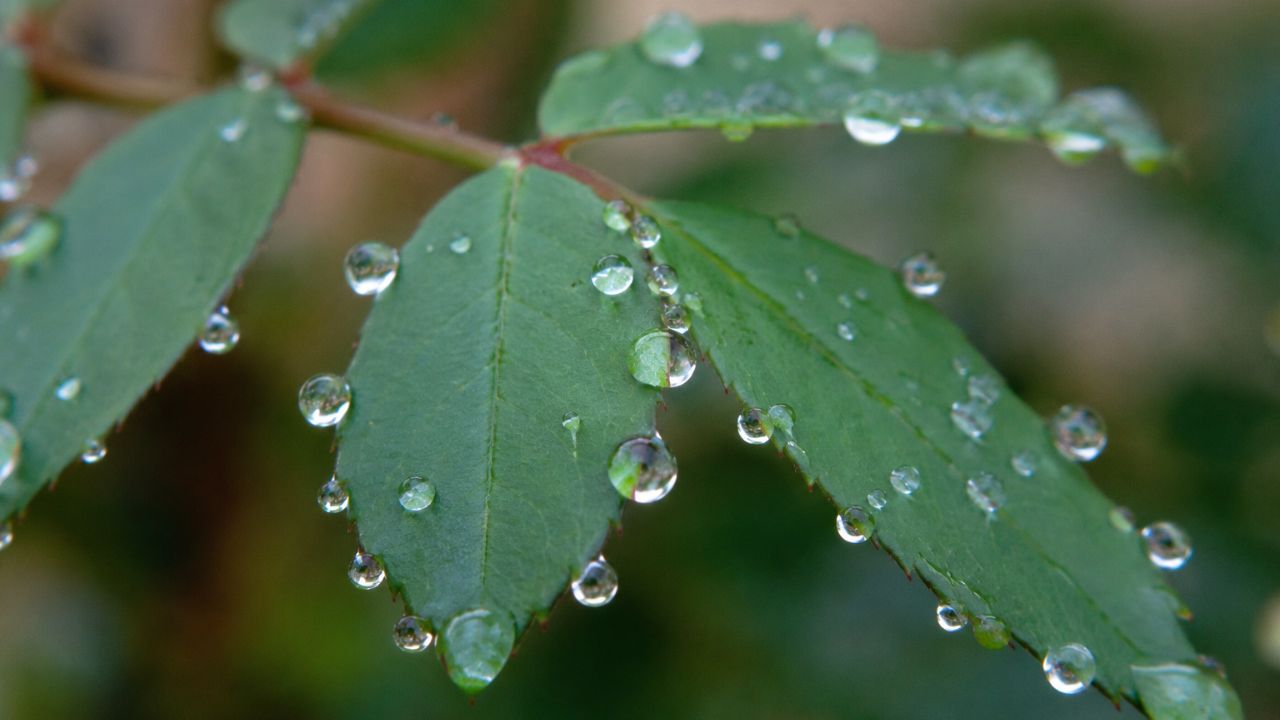 O fenômeno que faz certas plantas "chorarem" gotas visíveis todas as manhãs