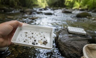 Os insetos que denunciam a poluição de um rio antes de qualquer exame de laboratório