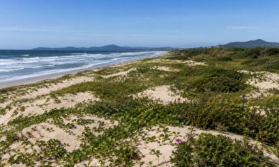 Restinga litorânea protege dunas de areia e evita o avanço do mar sobre comunidades costeiras