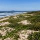 Restinga litorânea protege dunas de areia e evita o avanço do mar sobre comunidades costeiras