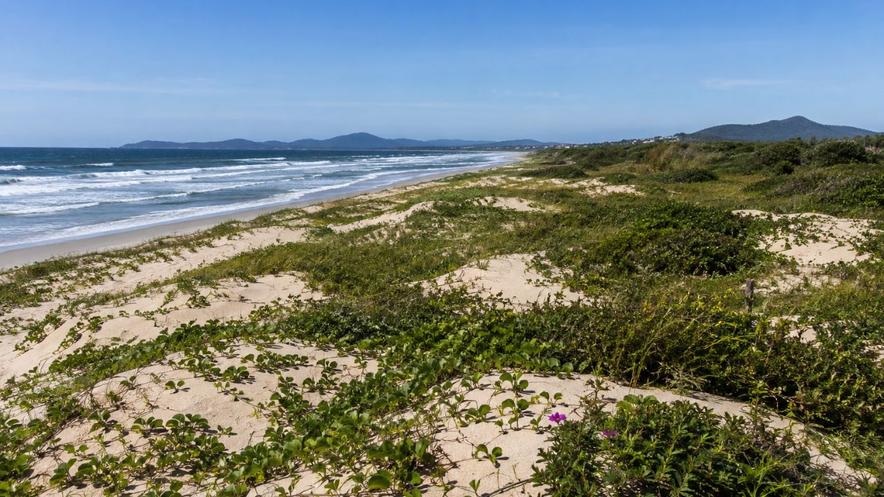 Restinga litorânea protege dunas de areia e evita o avanço do mar sobre comunidades costeiras