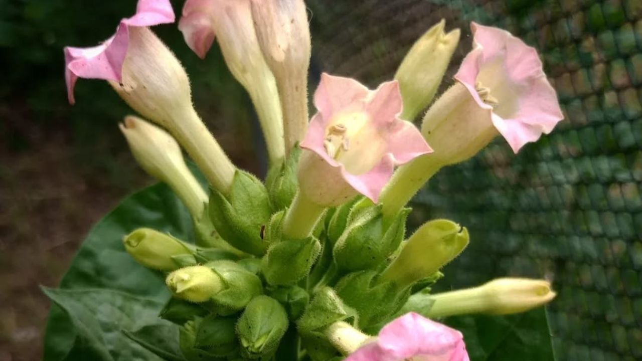 O tabaco tem flor, cheira a jasmim e pode virar defensivo natural do seu jardim: conheça o outro lado da planta