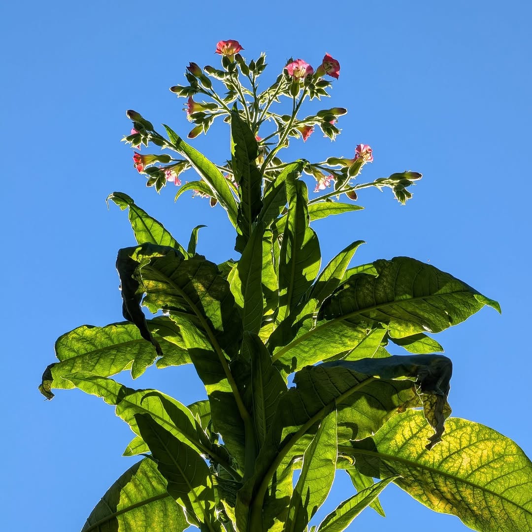 O tabaco tem flor, cheira a jasmim e pode virar defensivo natural do seu jardim: conheça o outro lado da planta