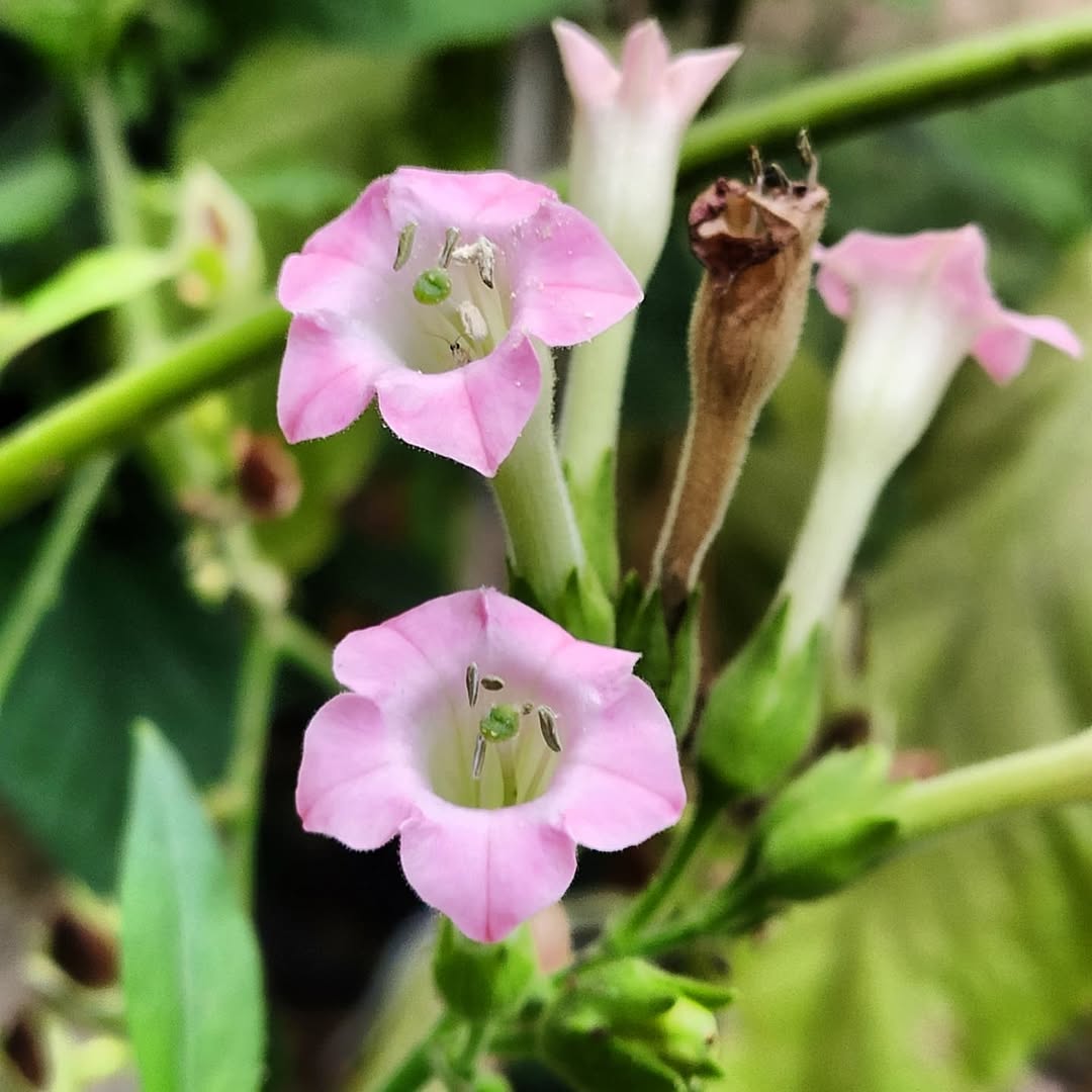 O tabaco tem flor, cheira a jasmim e pode virar defensivo natural do seu jardim: conheça o outro lado da planta