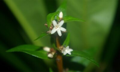 Espécie de flor branca nunca vista pela ciência surge no litoral paulista; veja onde foi achada e o que ela revela sobre o bioma