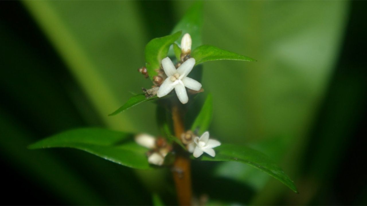 Espécie de flor branca nunca vista pela ciência surge no litoral paulista; veja onde foi achada e o que ela revela sobre o bioma
