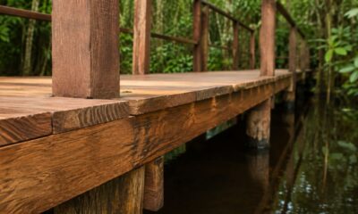 A árvore amazônica que resiste ao apodrecimento onde outras madeiras não sobrevivem