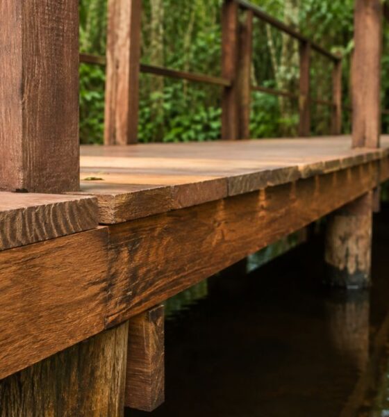 A árvore amazônica que resiste ao apodrecimento onde outras madeiras não sobrevivem