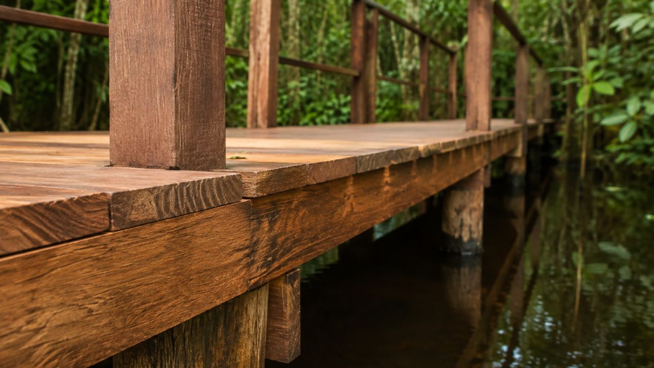 A árvore amazônica que resiste ao apodrecimento onde outras madeiras não sobrevivem