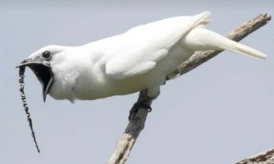 Araponga produz um dos sons mais altos já registrados entre aves, ouvido a mais de um quilômetro
