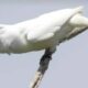 Araponga produz um dos sons mais altos já registrados entre aves, ouvido a mais de um quilômetro