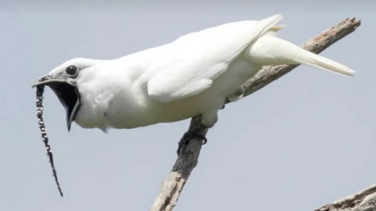 Araponga produz um dos sons mais altos já registrados entre aves, ouvido a mais de um quilômetro