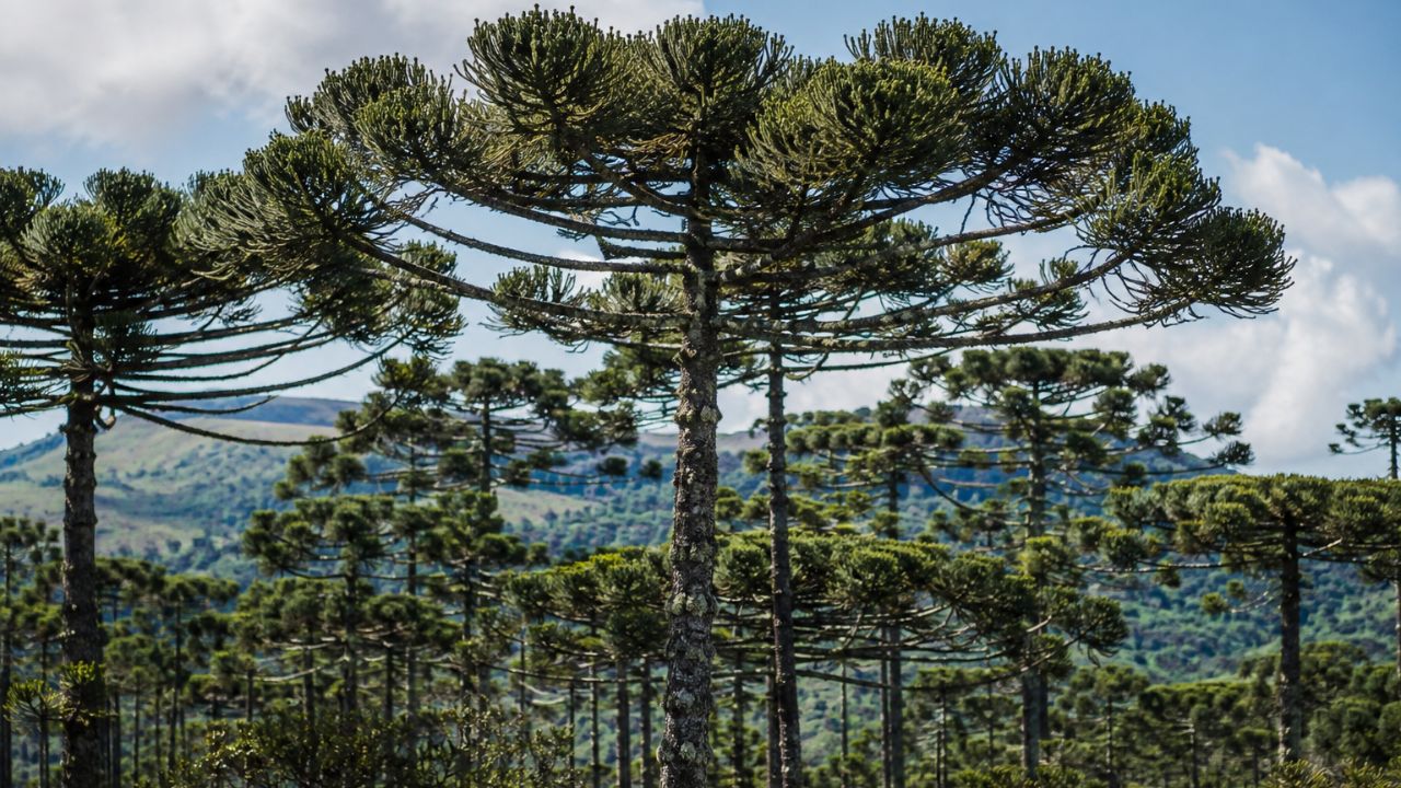 O segredo por trás dos pinhões: araucárias precisam de vizinhas para completar a fecundação