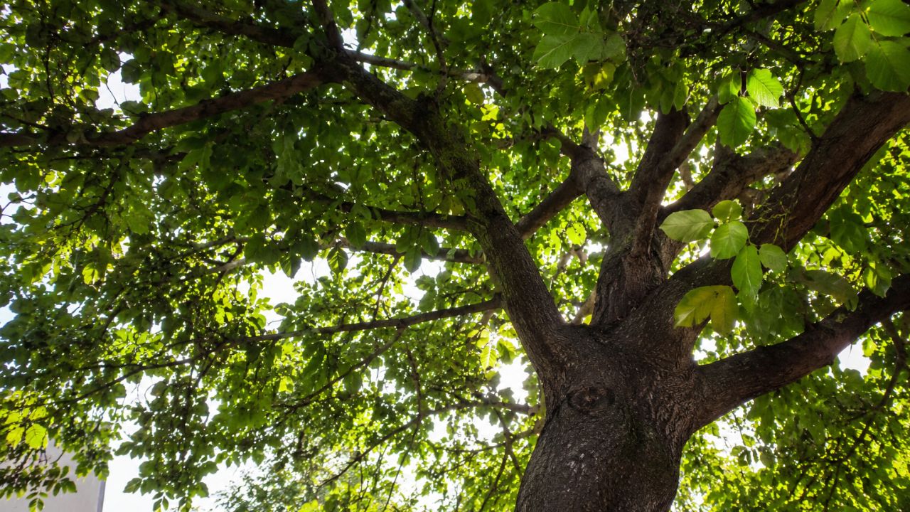 Cientistas descobrem que árvores comuns nas cidades ajudam a formar poluição por ozônio