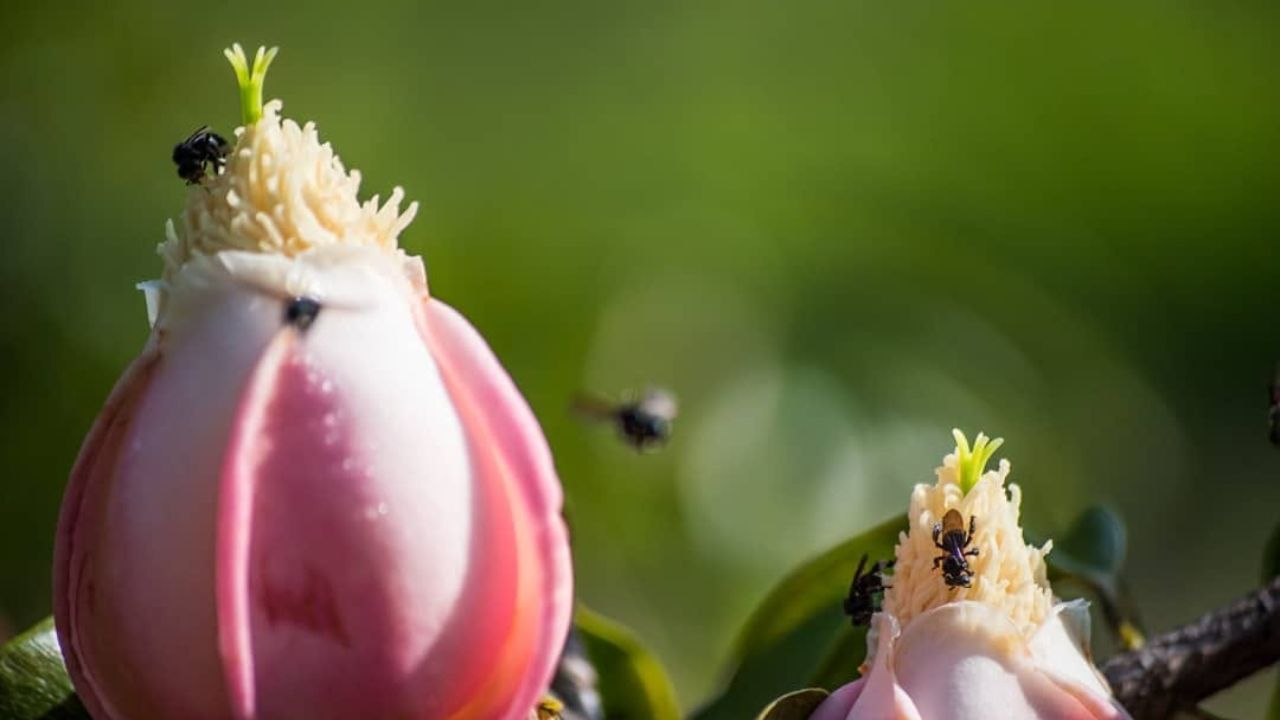A fruta amazônica que só nasce graças a um bando de periquitos