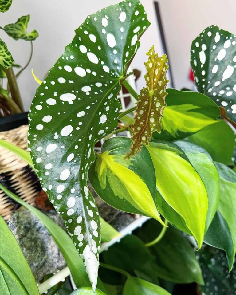 Planta com folhas de pintas prateadas inspirou até grife de sapatos: conheça a begônia maculata e como cultivá-la em casa