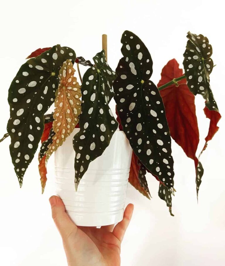 Planta com folhas de pintas prateadas inspirou até grife de sapatos: conheça a begônia maculata e como cultivá-la em casa