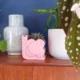 Planta com folhas de pintas prateadas inspirou até grife de sapatos: conheça a begônia maculata e como cultivá-la em casa