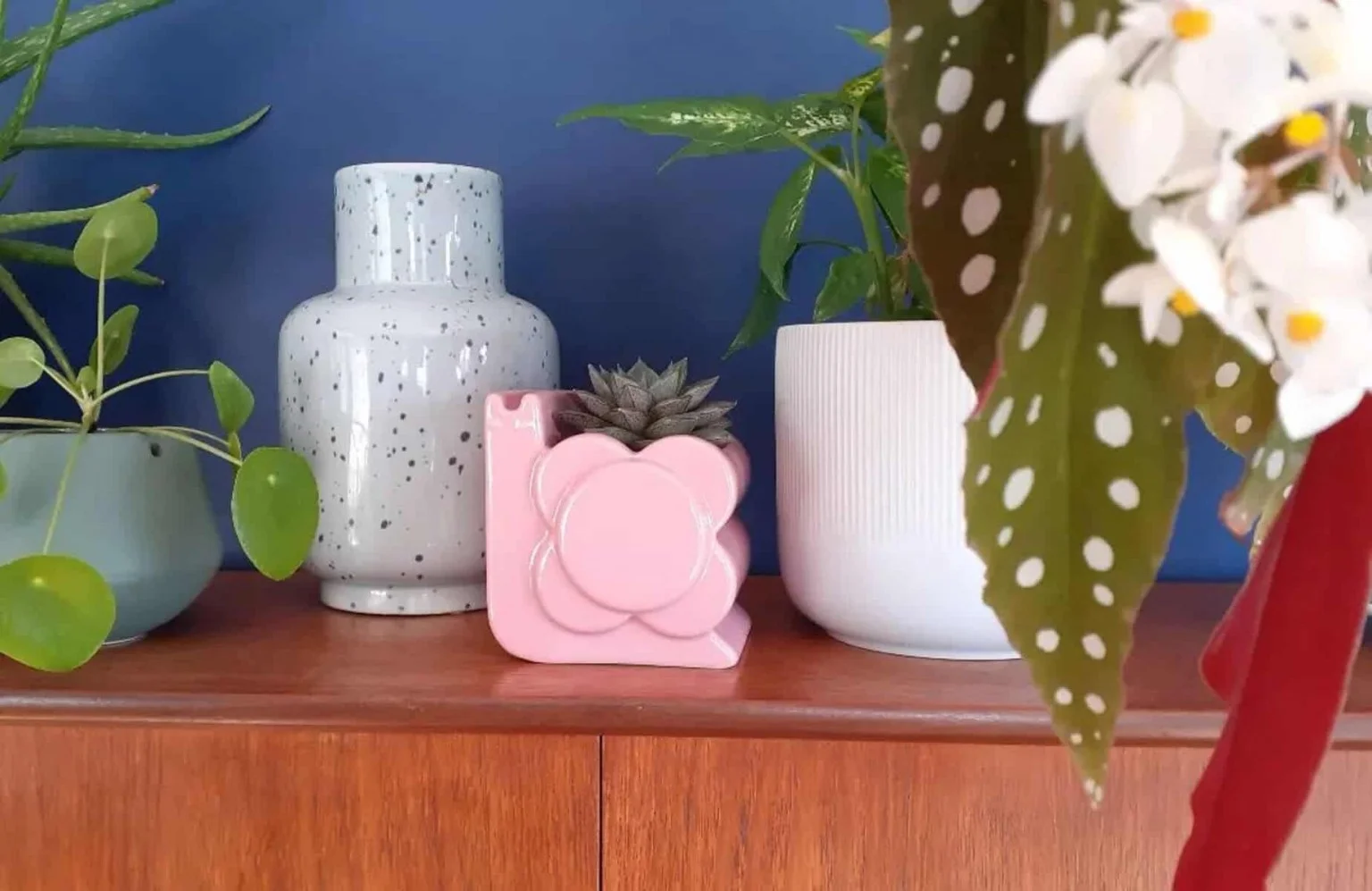 Planta com folhas de pintas prateadas inspirou até grife de sapatos: conheça a begônia maculata e como cultivá-la em casa