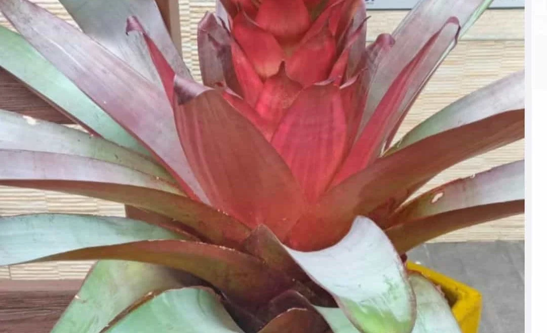 Por que a bromélia imperial é ameaçada de extinção na natureza (e fácil de cultivar em casa)