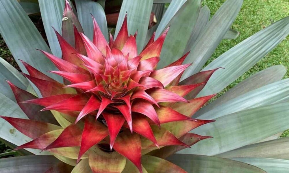 Por que a bromélia imperial é ameaçada de extinção na natureza (e fácil de cultivar em casa)