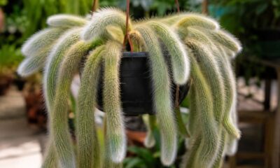 Cacto rabo de gato: a espécie boliviana que floresce em vasos pendentes e pede poucos cuidados