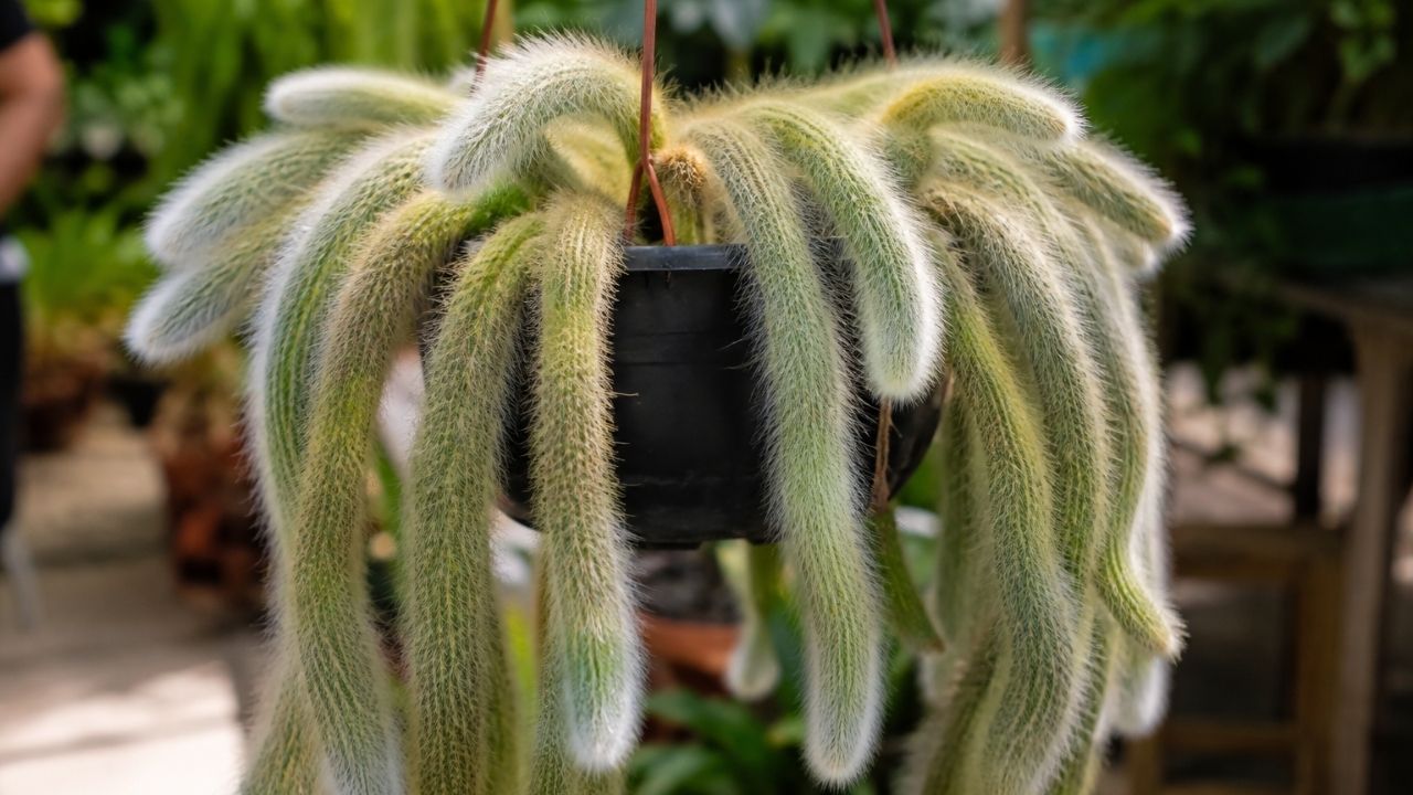 Cacto rabo de gato: a espécie boliviana que floresce em vasos pendentes e pede poucos cuidados