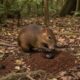 A cutia enterra sementes em dezenas de pontos da floresta e esquece parte de propósito, sem saber que está replantando tudo ao redor