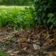 Erros que cometo (e talvez você também) e que deixam o jardim convidativo para carrapatos