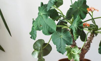 Essa planta cresce como garrafa, floresce como coral e ainda dura dois anos depois de seca