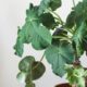 Essa planta cresce como garrafa, floresce como coral e ainda dura dois anos depois de seca